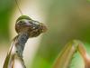 mante religieuse (Mantis religiosa) en portrait